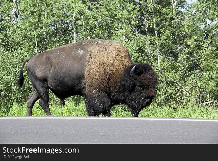 Wild bison (buffalo) wandering in meadowland in spring, elk island national park, alberta, canada. Wild bison (buffalo) wandering in meadowland in spring, elk island national park, alberta, canada