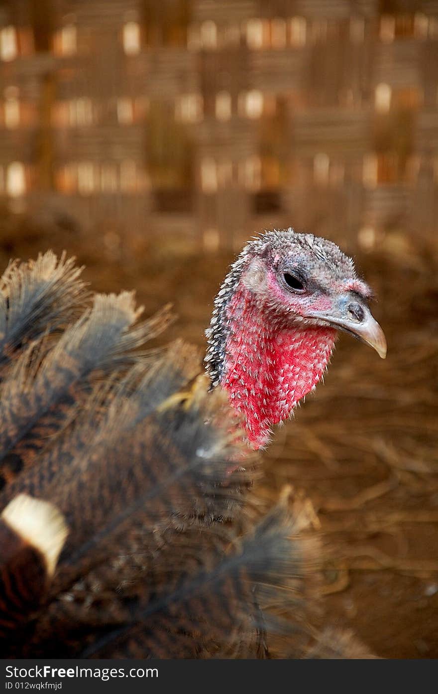 A close-up of a turkey,shot in peru. A close-up of a turkey,shot in peru