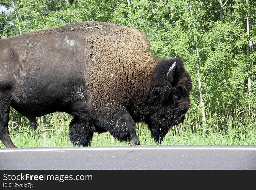 Wild bison (buffalo) wandering in meadowland in spring, elk island national park, Alberta, Canada. Wild bison (buffalo) wandering in meadowland in spring, elk island national park, Alberta, Canada