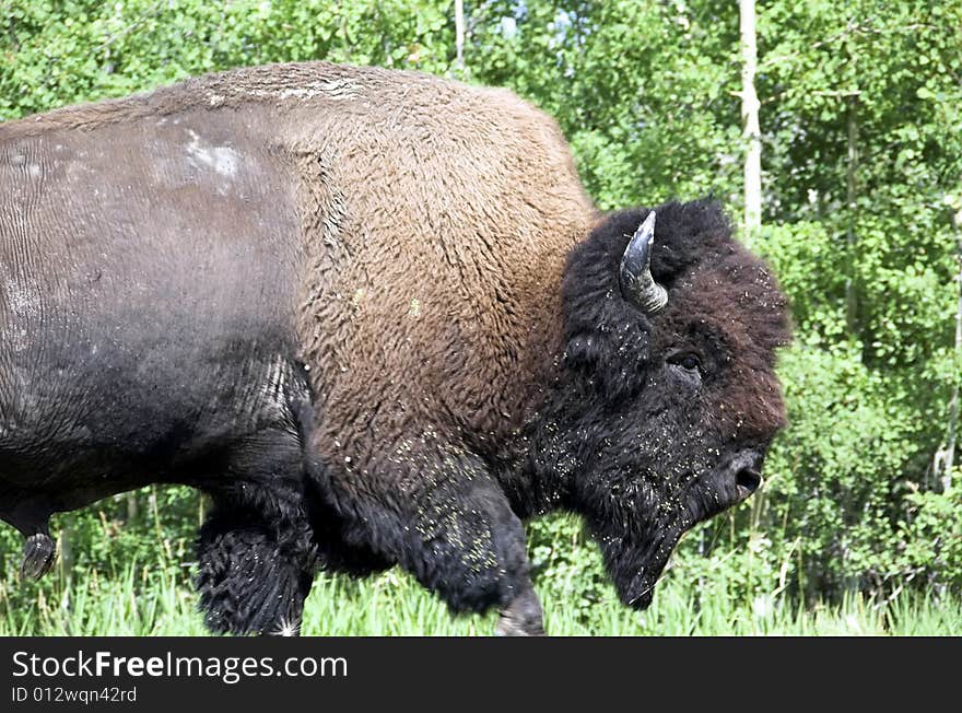 Wild bison (buffalo) wandering in meadowland in spring, elk island national park, alberta, canada. Wild bison (buffalo) wandering in meadowland in spring, elk island national park, alberta, canada