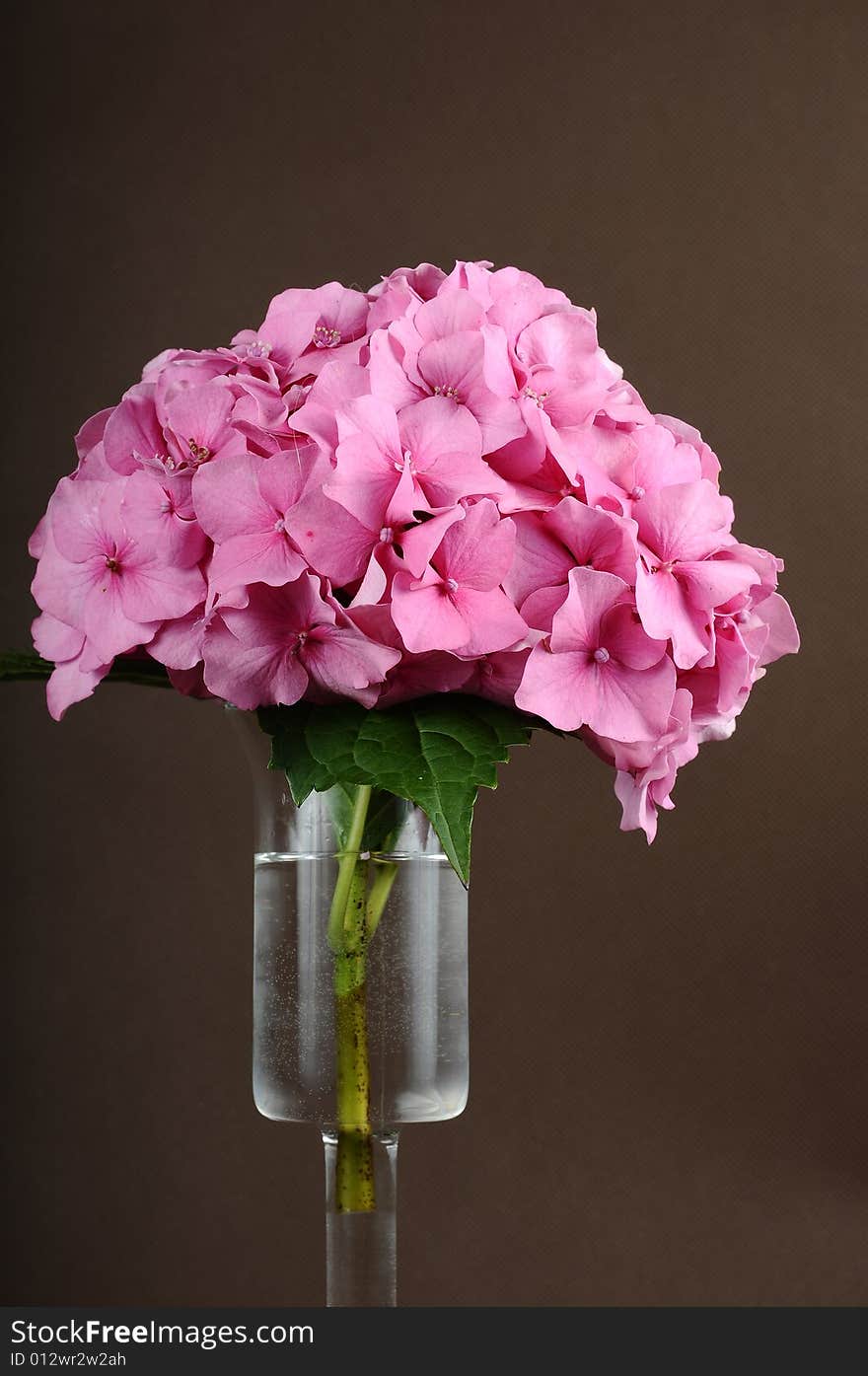 Pink flower set against brown background. Pink flower set against brown background