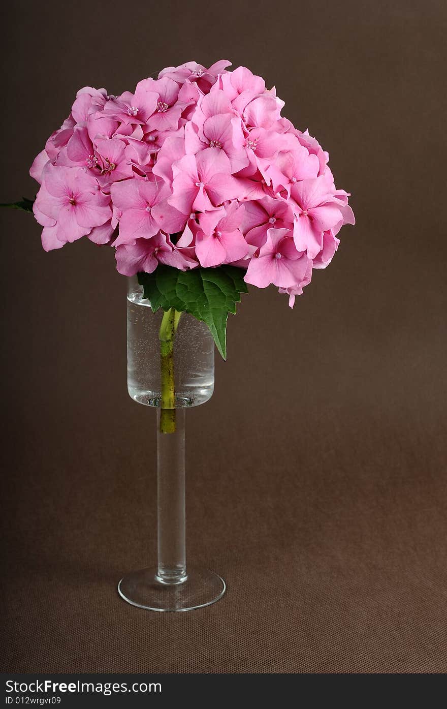 Pink flower set against brown background. Pink flower set against brown background