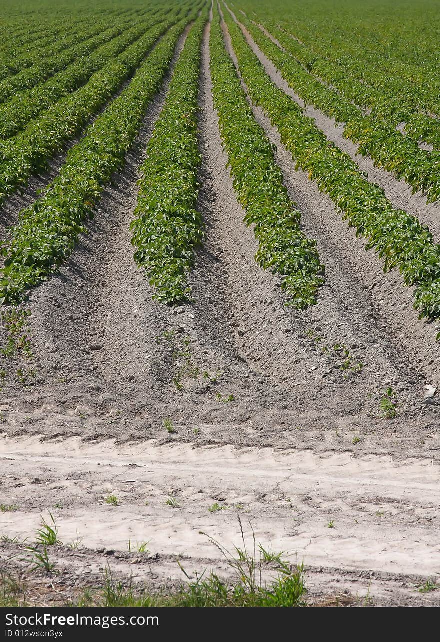 Rows of potatoes growing on a farm. Rows of potatoes growing on a farm.