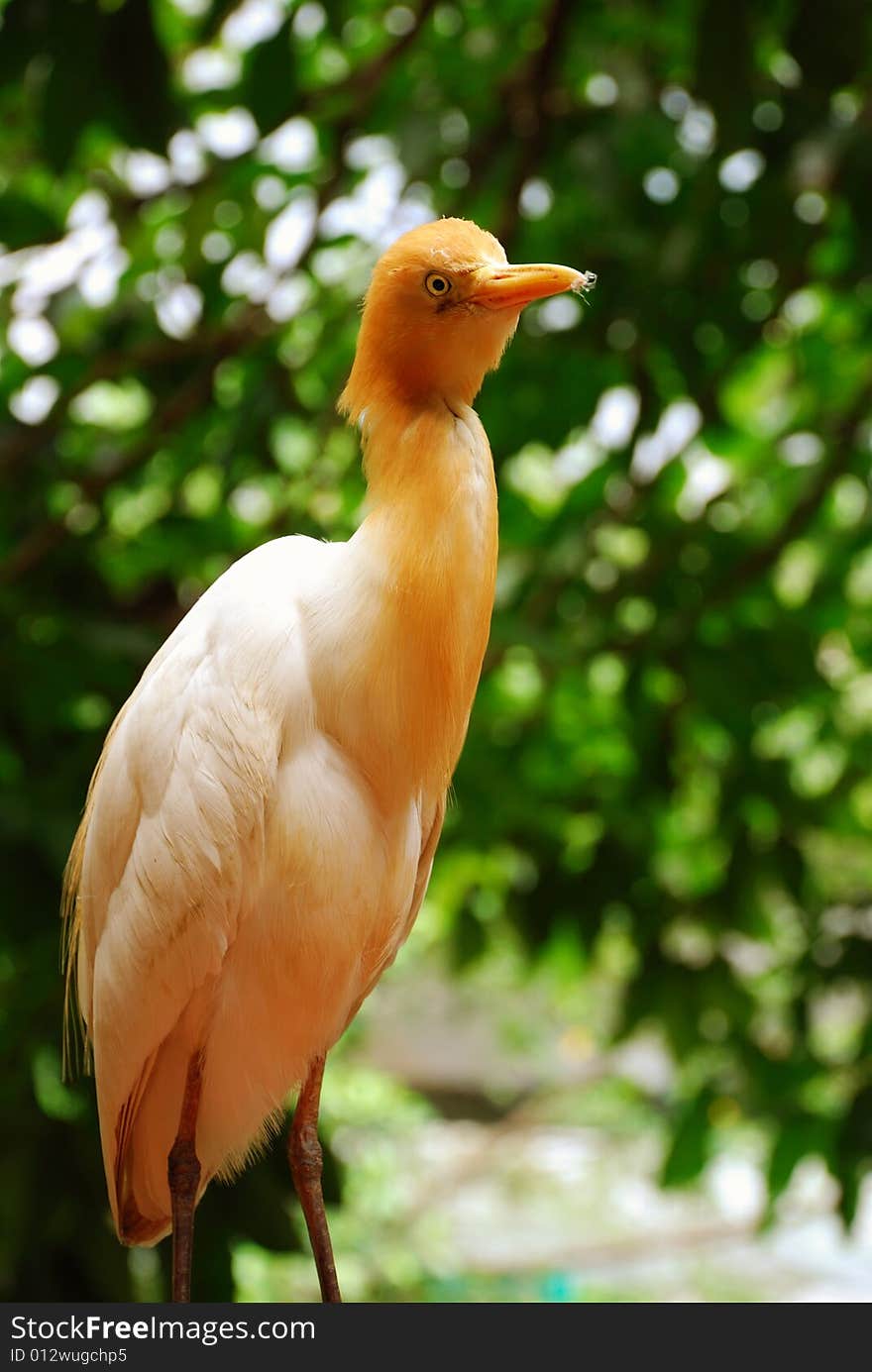 Cattle Egret waiting for food