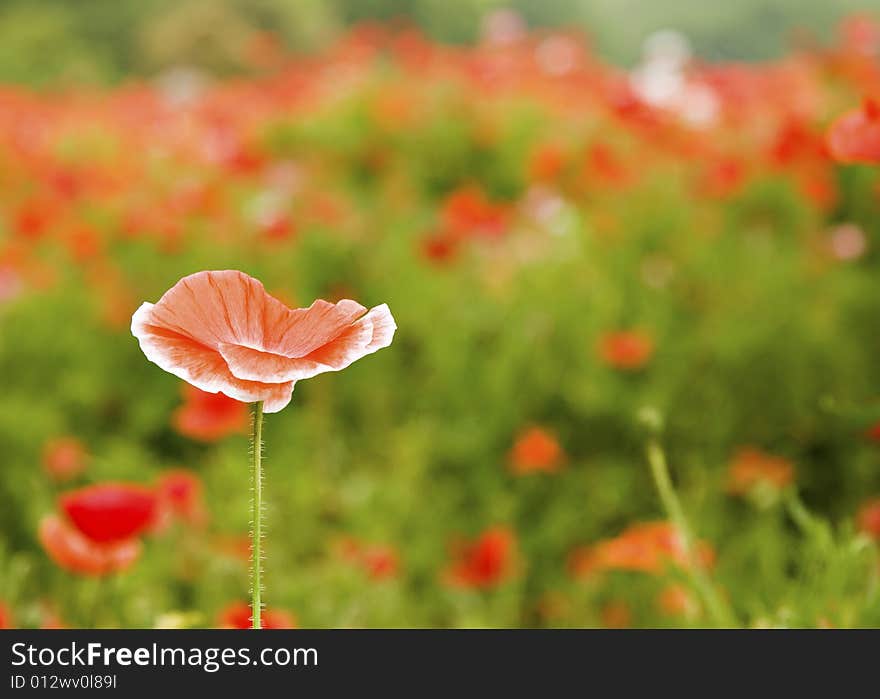 Orange Poppy