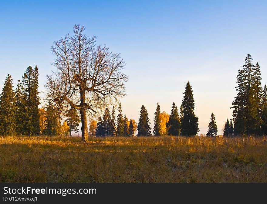 Autumn landscape with a lonely tree. Autumn landscape with a lonely tree