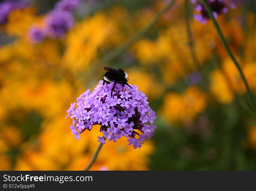 A Big Black Bee on a Blue Flower. A Big Black Bee on a Blue Flower