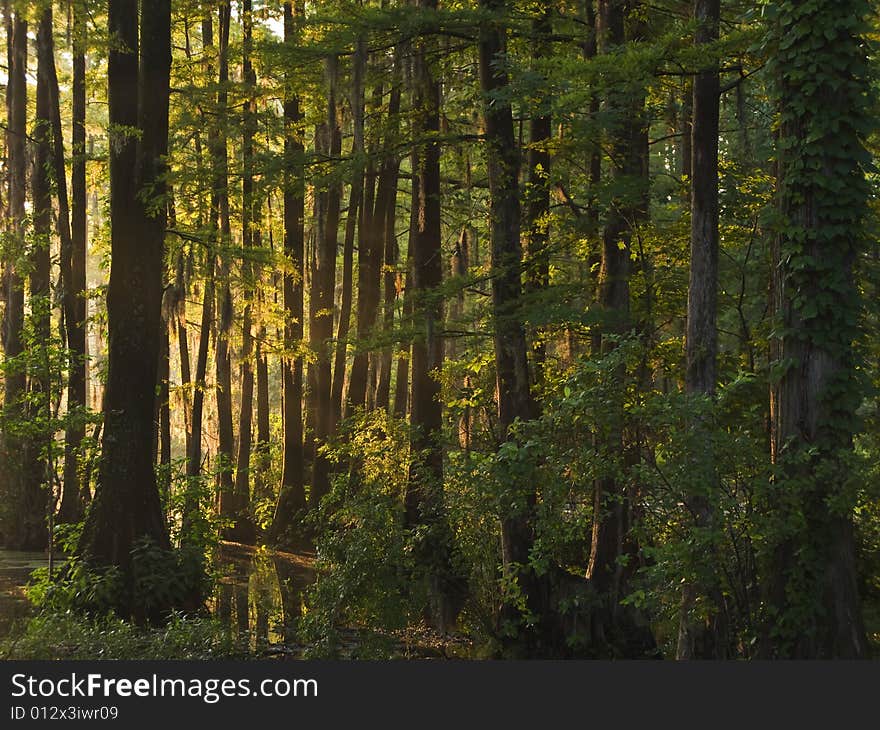 Sunlight Through Wet Land Forest