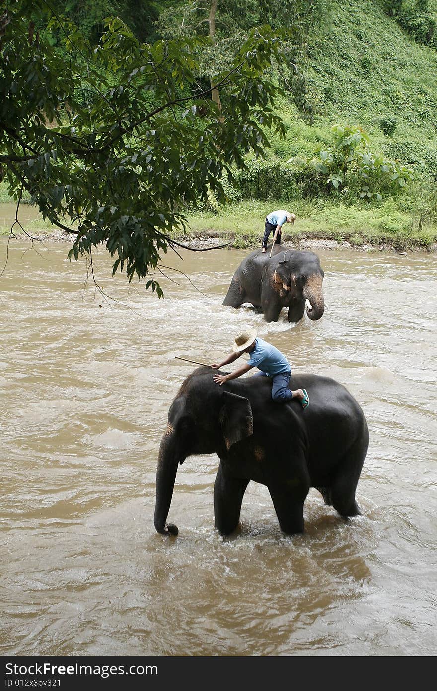 Elephants take shower