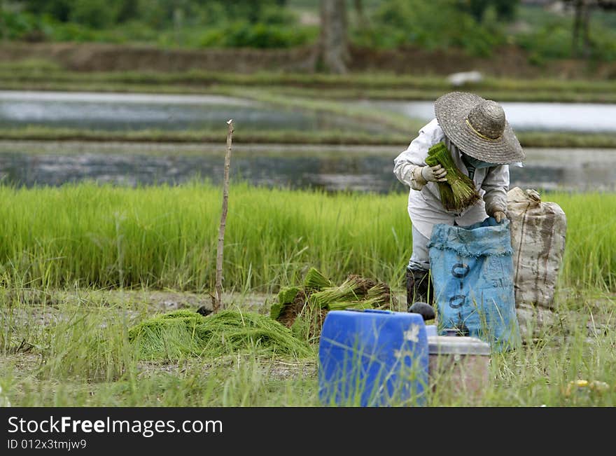 Land worker collect rice in a field. Land worker collect rice in a field