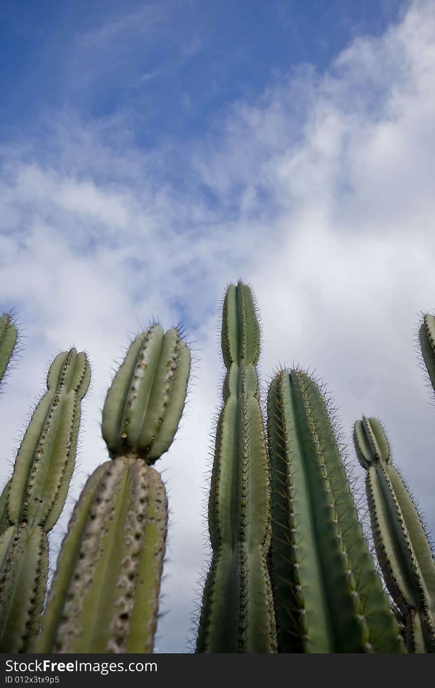 A perspective view of a group of cactuses. A perspective view of a group of cactuses