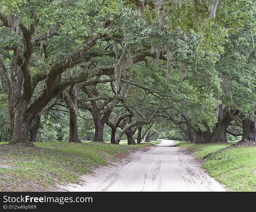 Large Oaks line a sandy drive through a typical Southern Landscape. Large Oaks line a sandy drive through a typical Southern Landscape.