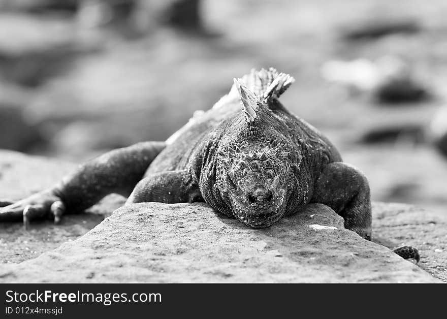 A Marine Iguana in a strange pose on a rock. A Marine Iguana in a strange pose on a rock