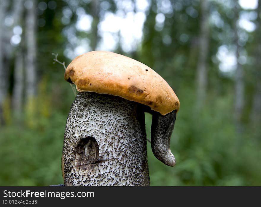 MUSHROOM