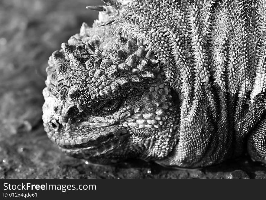 Extreme closeup of a marine iguana on the Galapagos Islands. Extreme closeup of a marine iguana on the Galapagos Islands