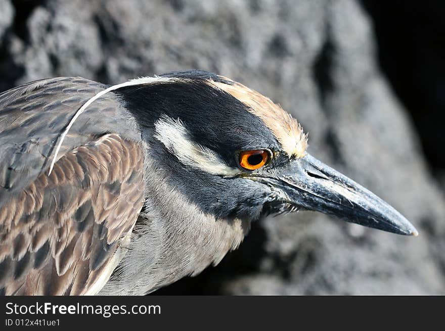 Yellow Crowned Night Heron