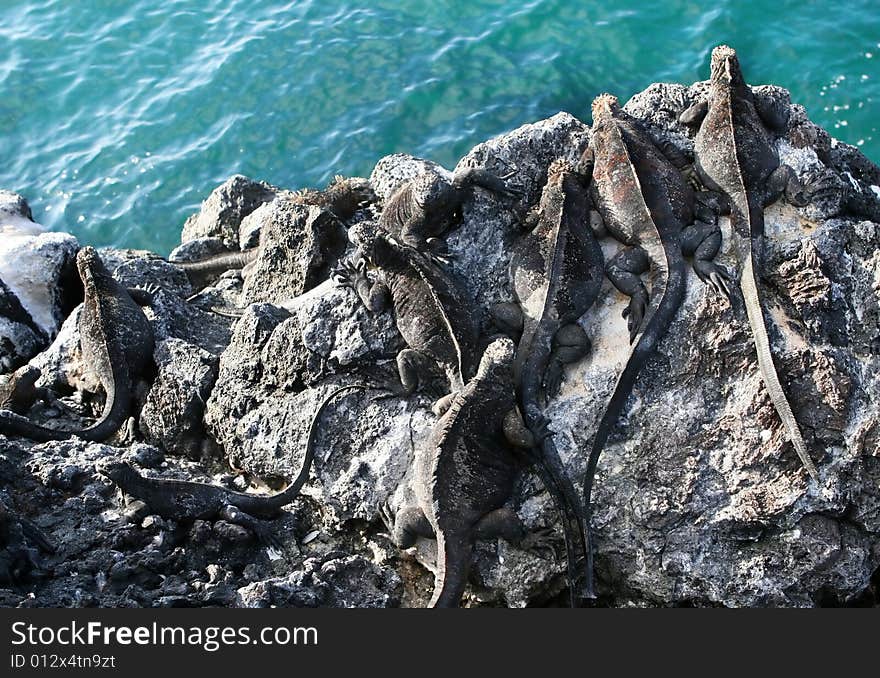 Cliffside Marine Iguanas