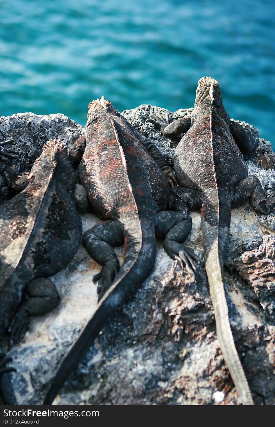 Marine Iguanas lookout over the seaside cliff of the Galapagos Islands