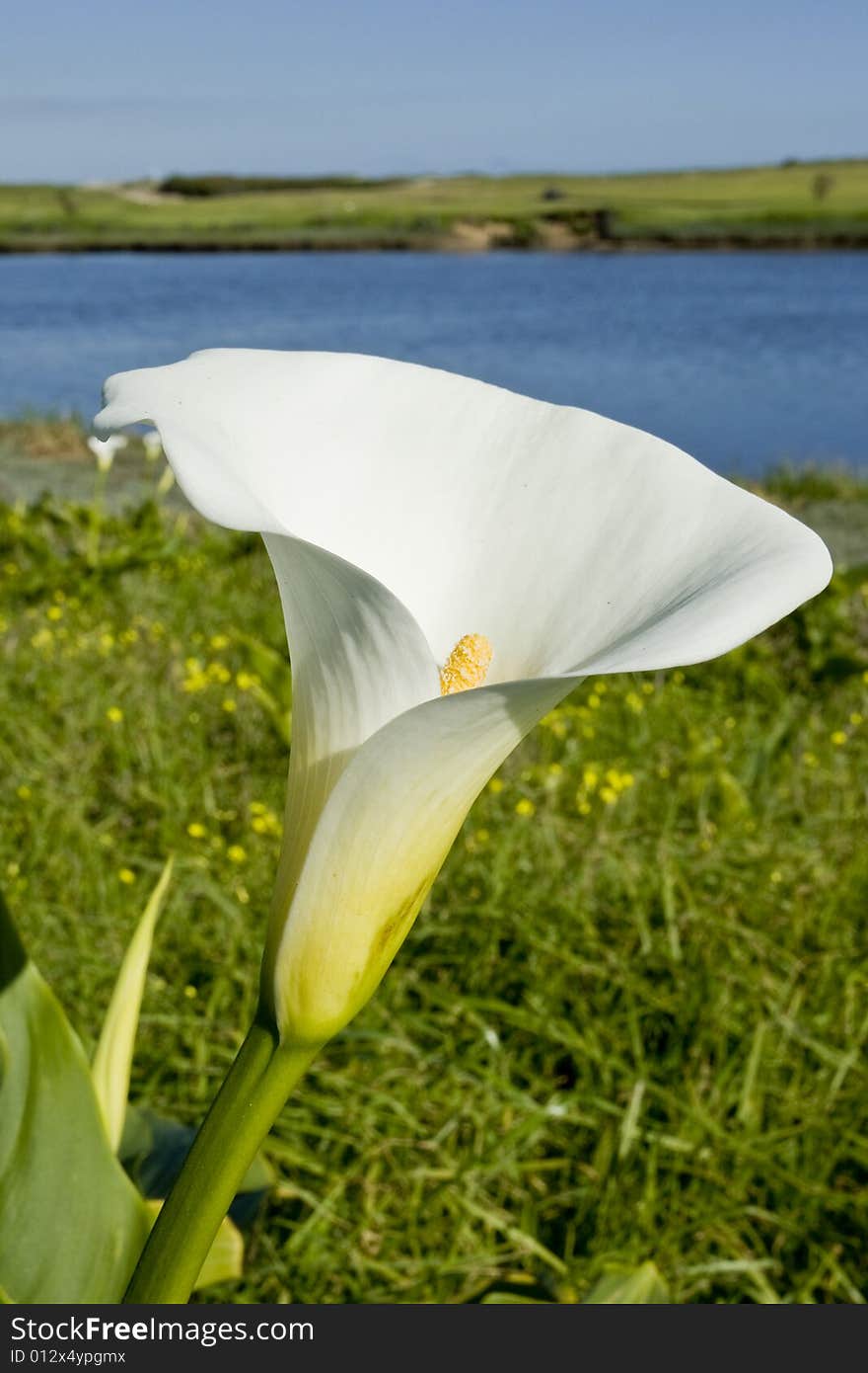 A close up view of a Water Lilly with a river and golf course on the background.