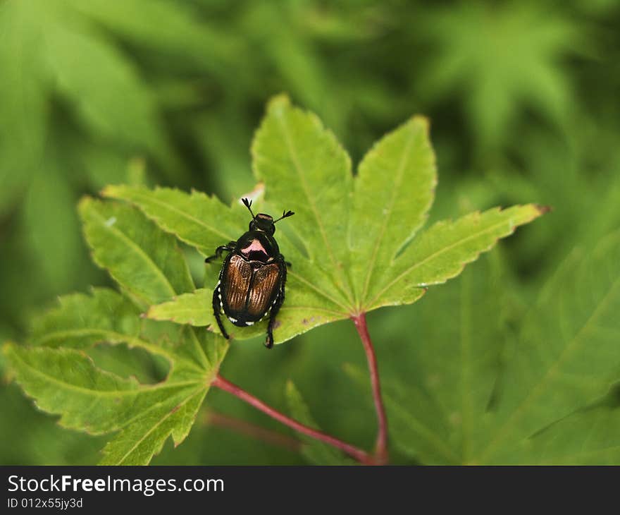 Close up of colorful beetle eating a Japanese Maple leaf. Close up of colorful beetle eating a Japanese Maple leaf.