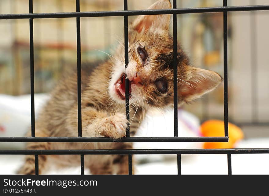 Cataract blind rescue kitten in the cage. Cataract blind rescue kitten in the cage