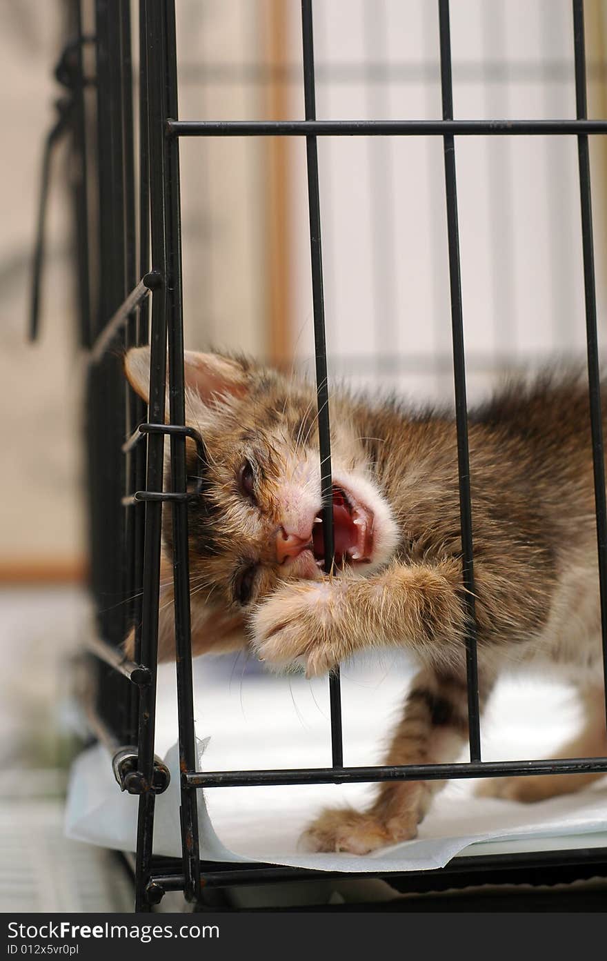 Cataract blind rescue kitten in the cage. Cataract blind rescue kitten in the cage