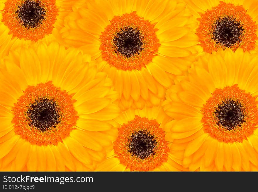 Vivid orange Gerber arrangement of flowers. Vivid orange Gerber arrangement of flowers