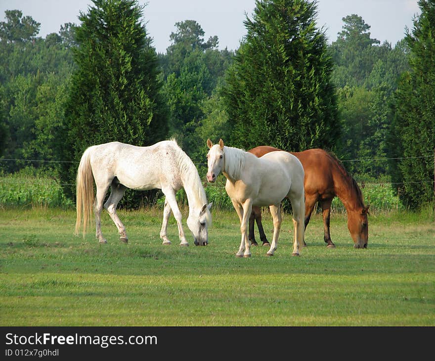 Three horses feeding in pasture.  Two horses eating, middle horse looking up.  Two light-colored horses, one chestnut.