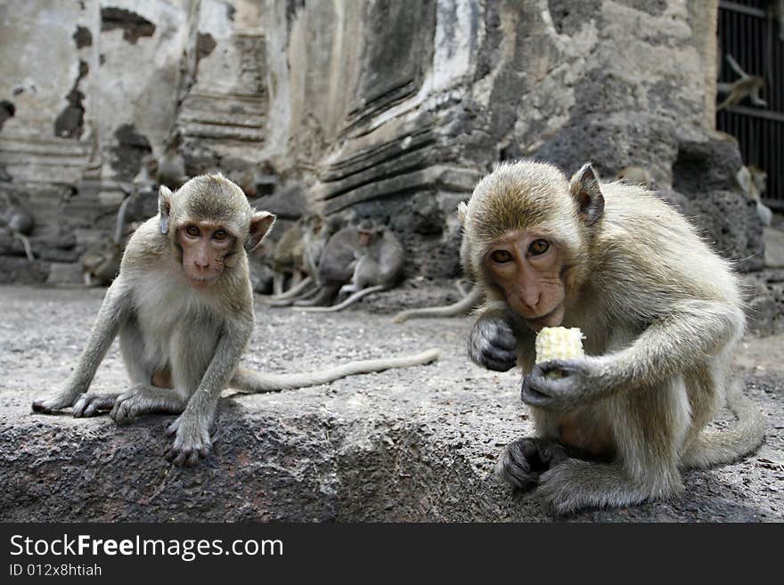 Monkey friends in a park at Asia