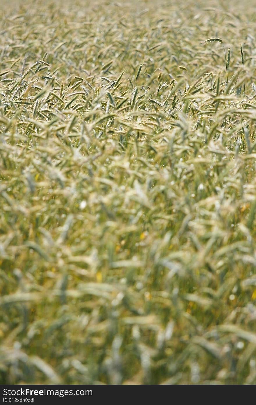 Close up of a field of wheat stalks. Close up of a field of wheat stalks.