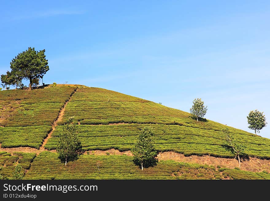 Picture of several tree on a hill. Picture of several tree on a hill