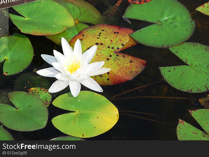 American white water- Lily