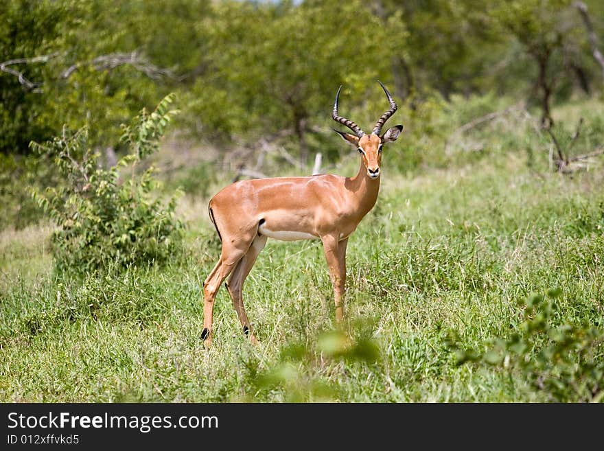 Antelope on the guard