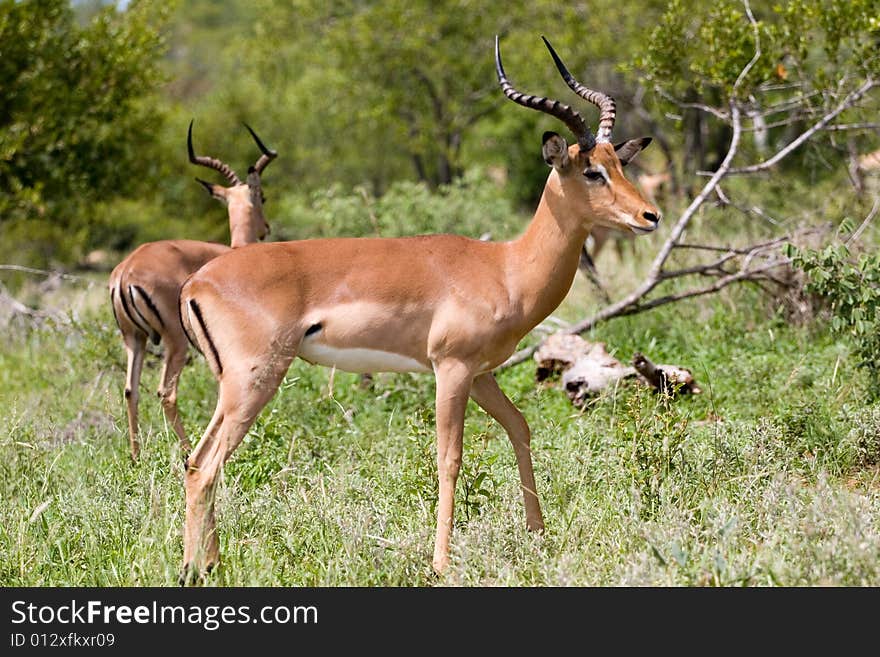 Antelope On The Guard