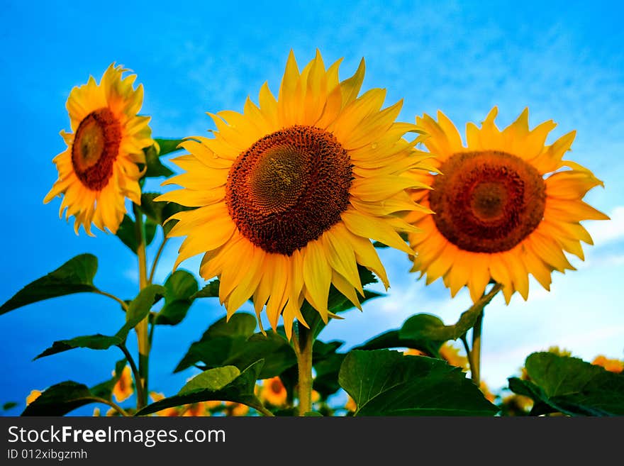 Bright Sunflowers