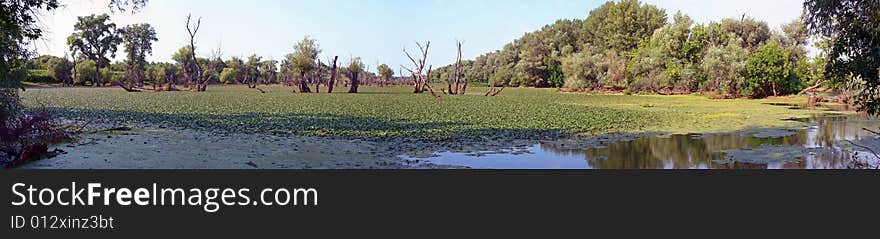 Old swamp panorama 2