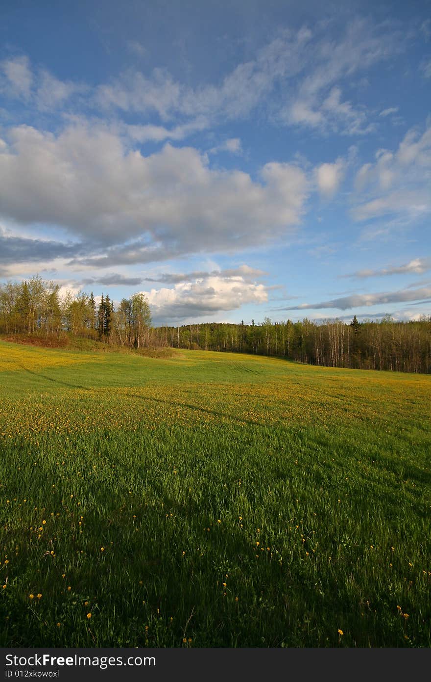 Spring forest and meadow with yellow flowers in the evening sun. Spring forest and meadow with yellow flowers in the evening sun.