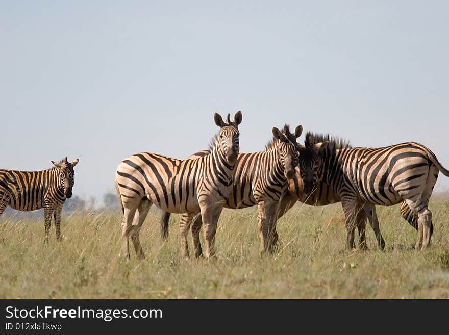 Zebra gathering