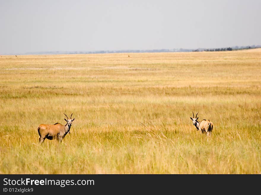 Antelope grazing