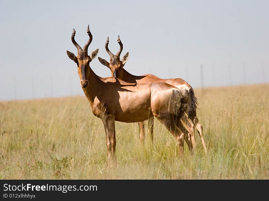 Antelope Grazing