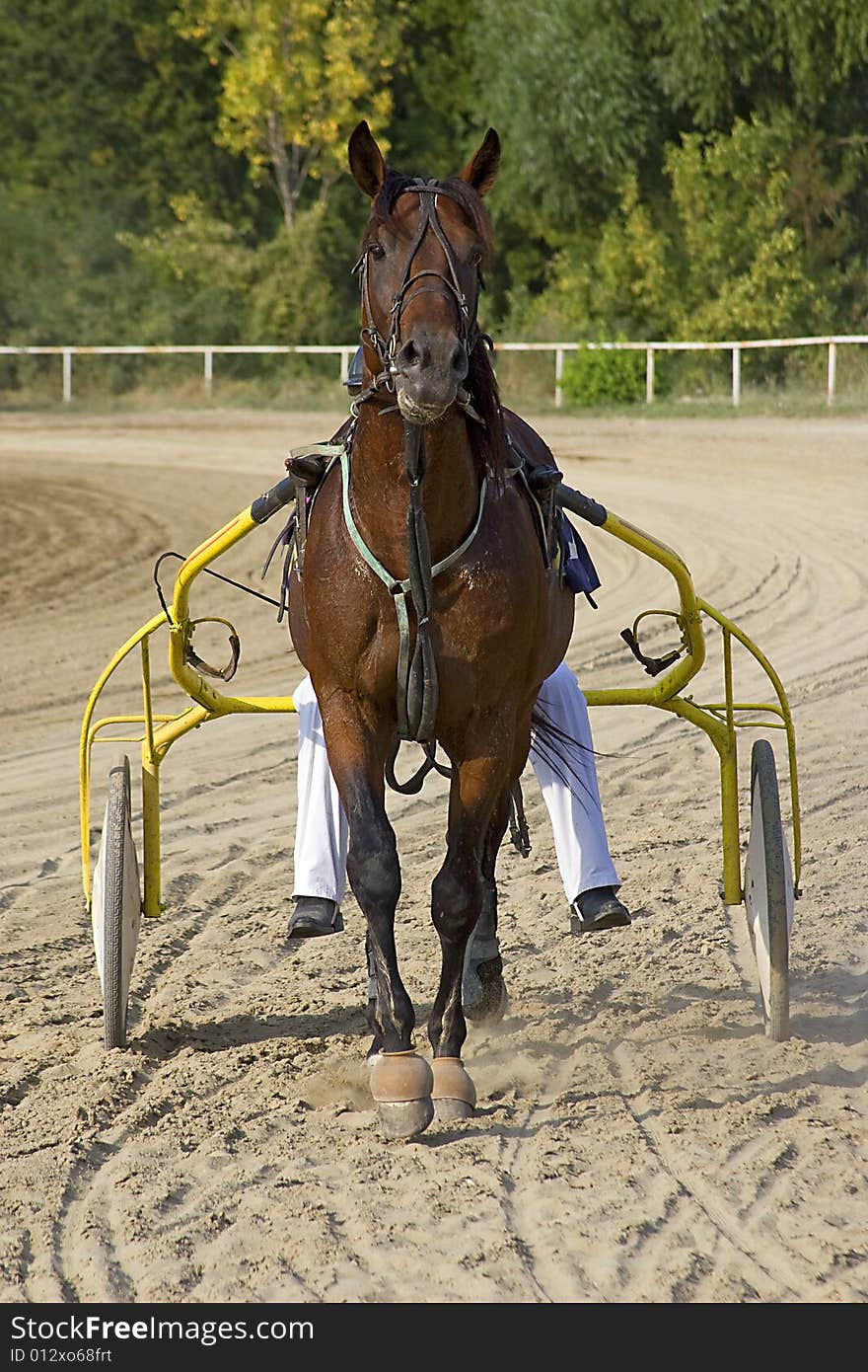 Horse with carriage after race. Horse with carriage after race.