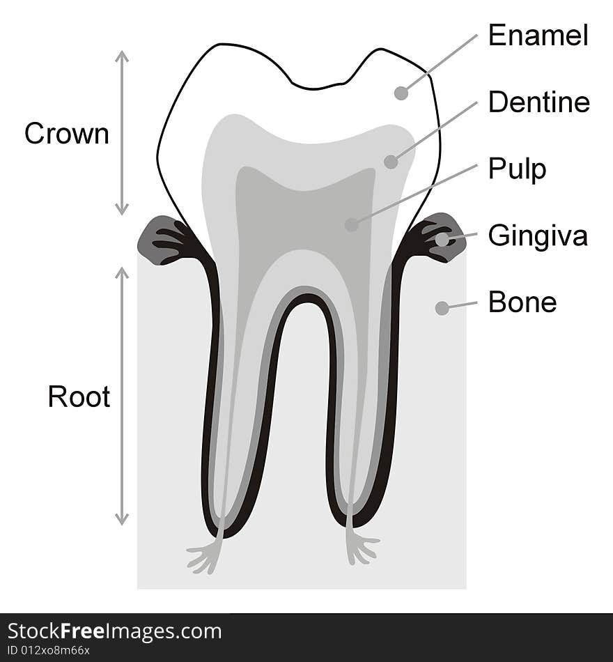 Teeth