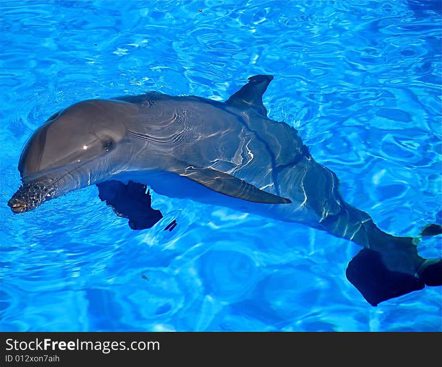 dolphin bathing in a swimming pool