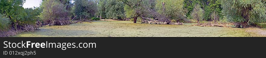 Old swamp panorama 3