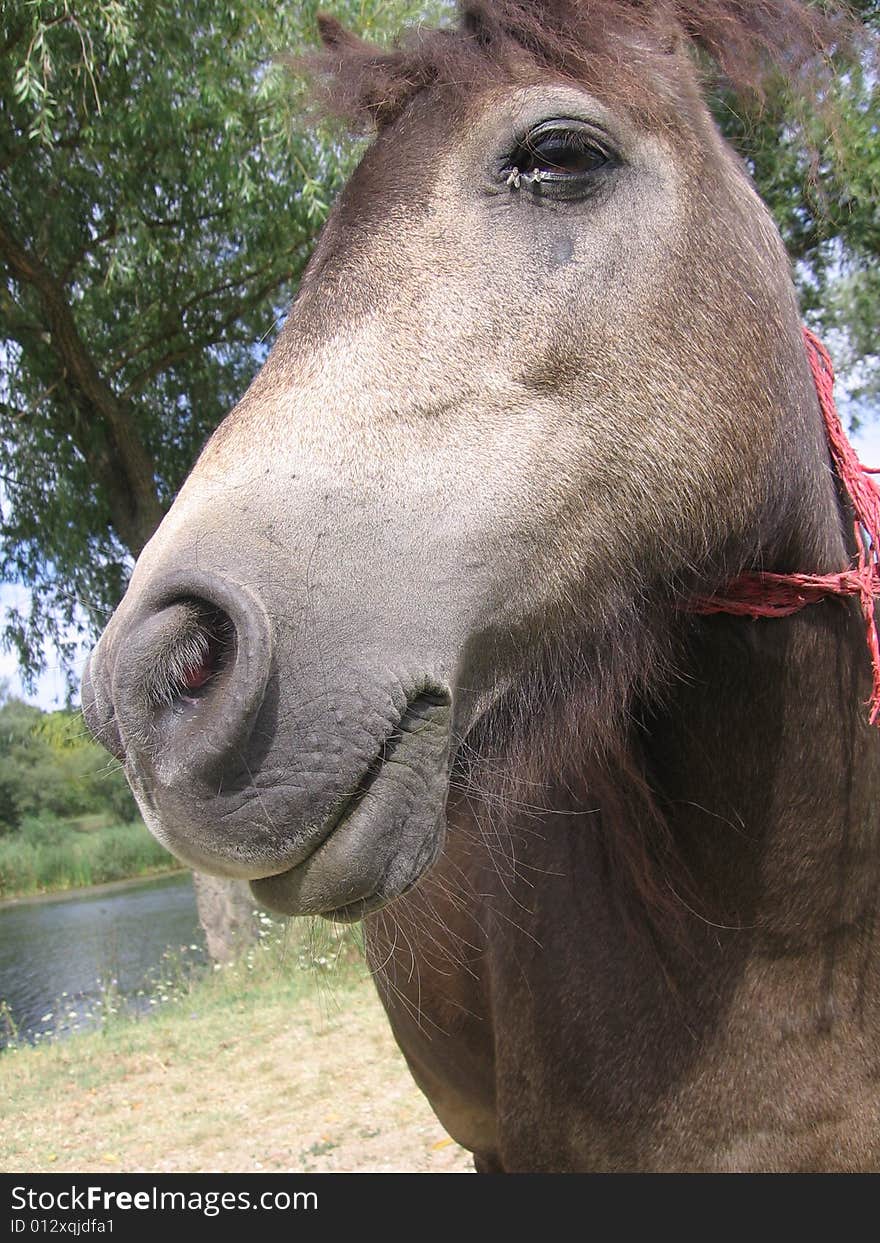 Portrait of a ponny in romania europe. Portrait of a ponny in romania europe