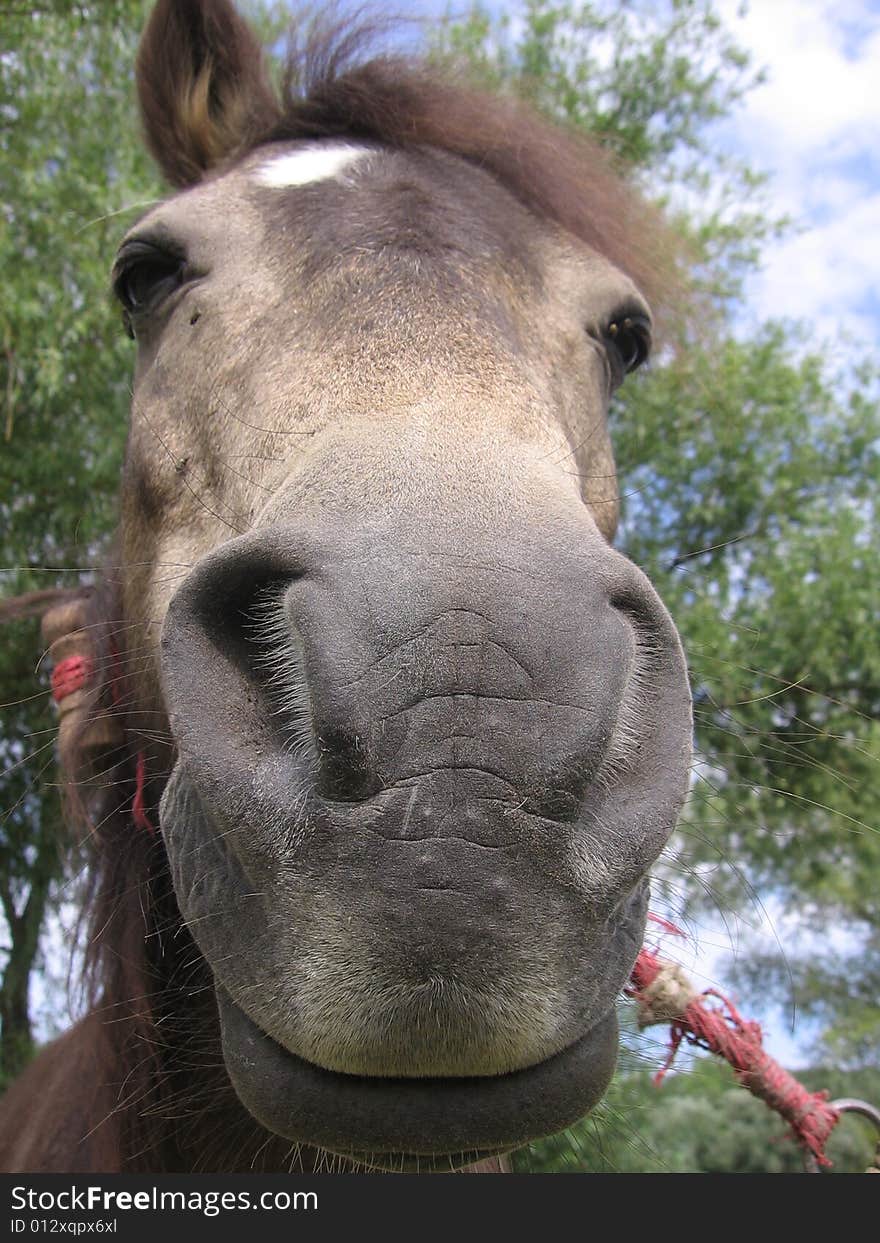 Portrait of a ponny in romania europe. Portrait of a ponny in romania europe