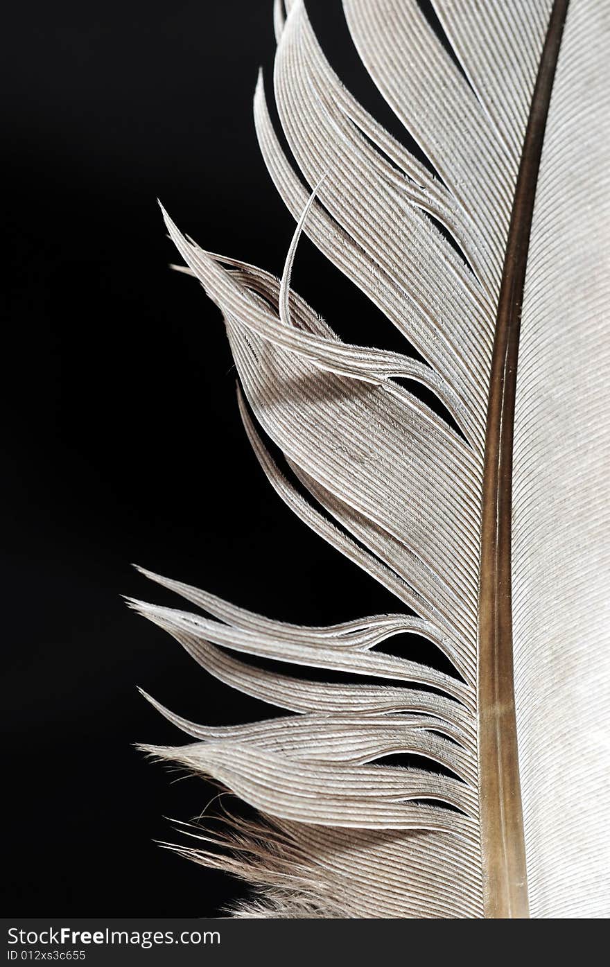 Feather