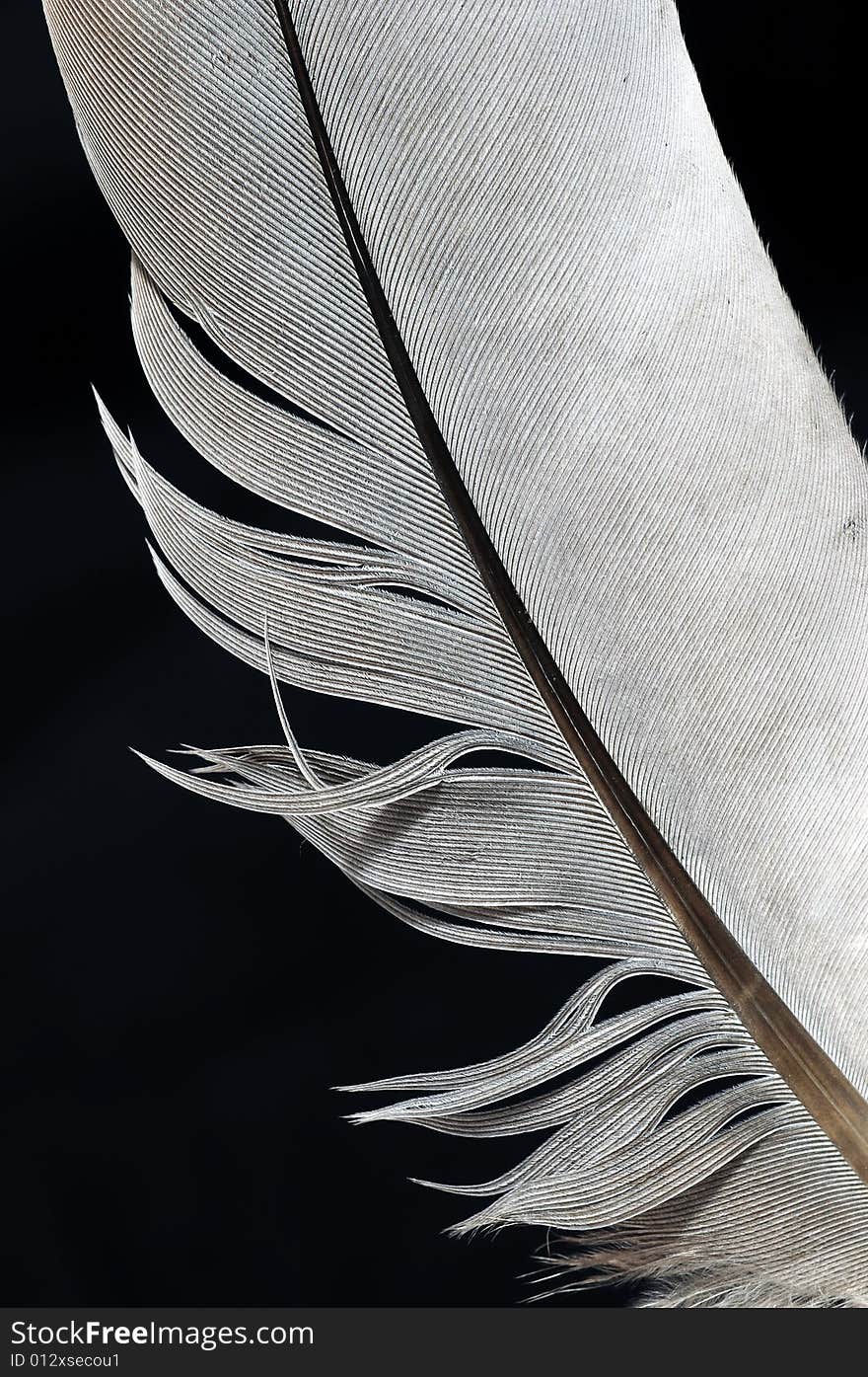 Feather