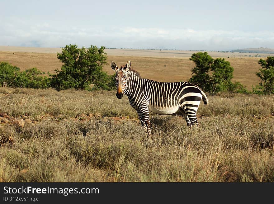 This is the Cape Mountain Zebra, one of the most endangered mammals in the world, wild and in its natural habitiat in South Africa. This is the Cape Mountain Zebra, one of the most endangered mammals in the world, wild and in its natural habitiat in South Africa.