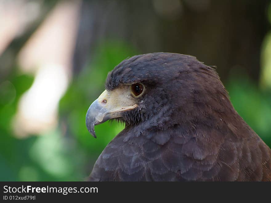 Close up of falcon face